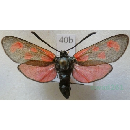 Zygaena loti achilleae Esper, 1780 Kraśnik rogalik Czech40b